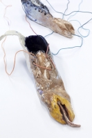 http://www.drapeaumartin.com/files/gimgs/th-110__MG_7835.jpg