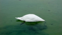 http://www.drapeaumartin.com/files/gimgs/th-47_Cygne.jpg